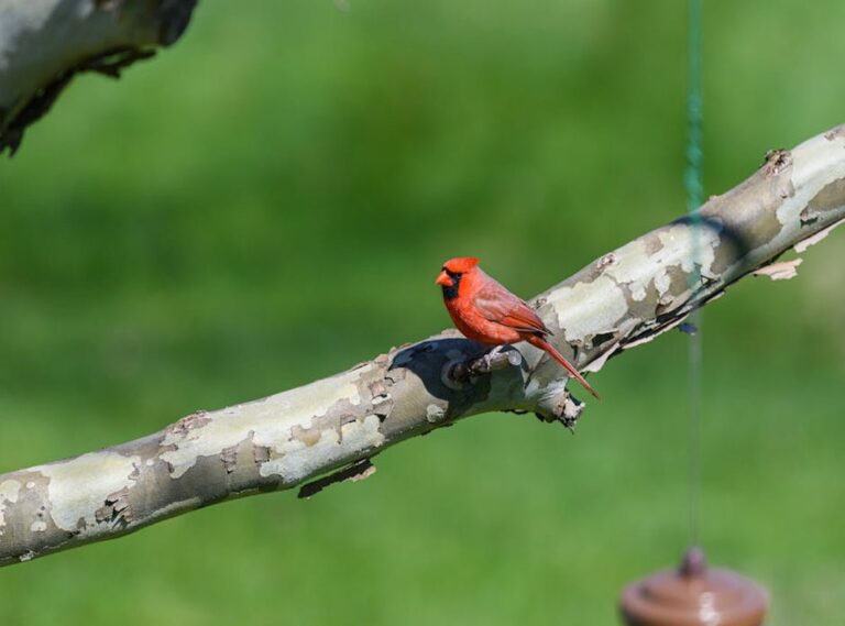 Backyard Guide Appcgarden