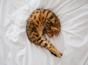 catnap kleurplaat